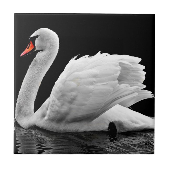Swan (Frente)