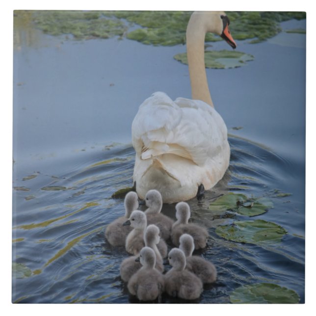 Swan (Frente)