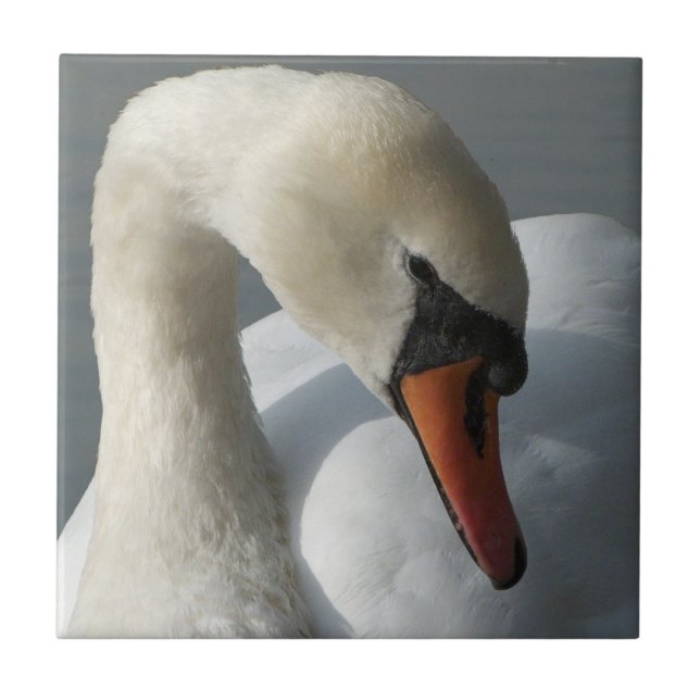 Swan (Frente)