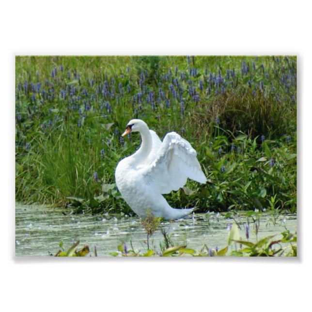 Swan 7 x 5 Fotografia Impressão (Frente)