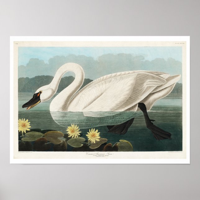 Swan Americano Comum por Poster de Audubon (Frente)