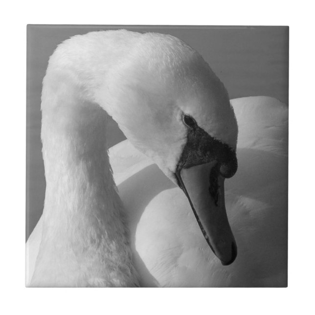 Swan (B&W) (Frente)