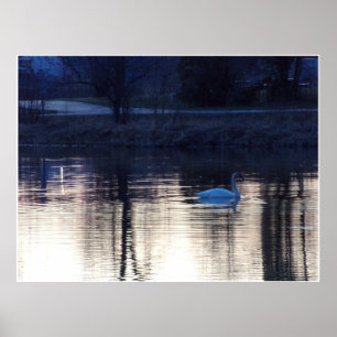 Swan branco na Poster de Dusk
