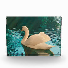 Swan em Pond