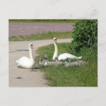 Swan Family on Cycle Path DIY Cartão postal