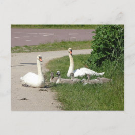 Swan Family on Cycle Path DIY Cartão postal