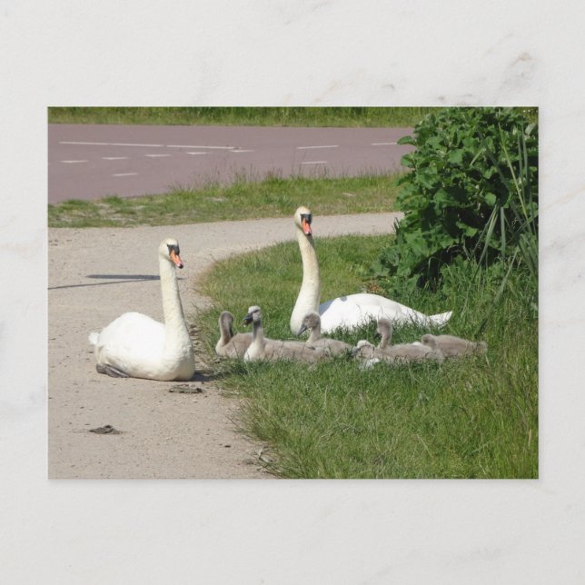 Swan Family on Cycle Path DIY Cartão postal (Frente)