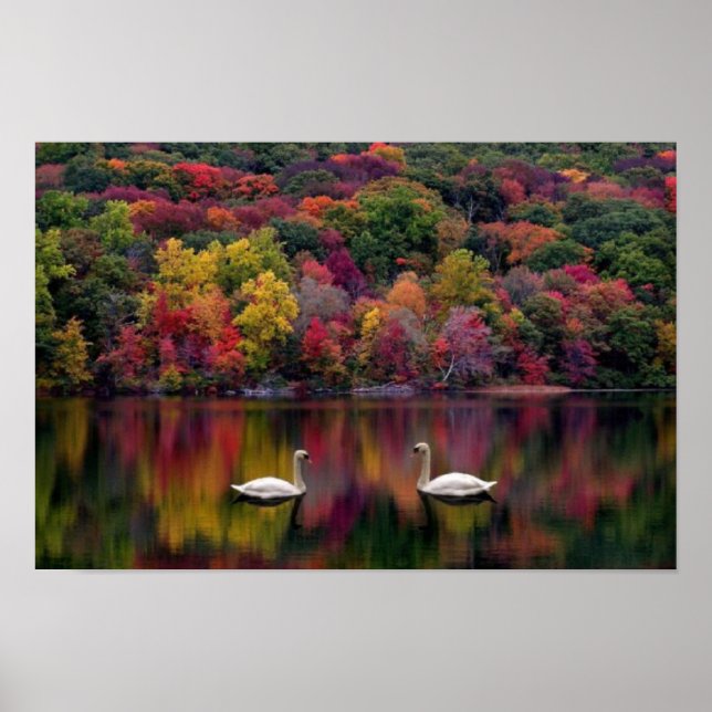 Swan Lake Poster (Frente)