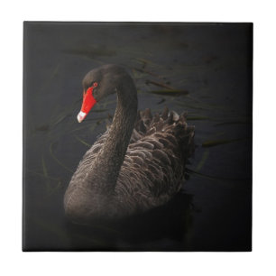 Swan Negro