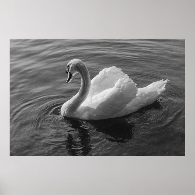 Swan. Roath Park Lake, Cardiff, Wales B&W Poster (Frente)