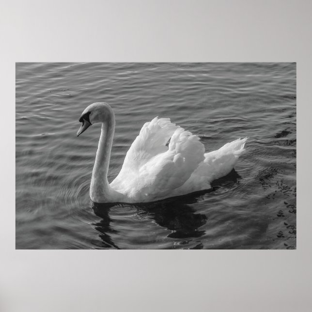 Swan. Roath Park Lake, Cardiff, Wales B&W Poster (Frente)