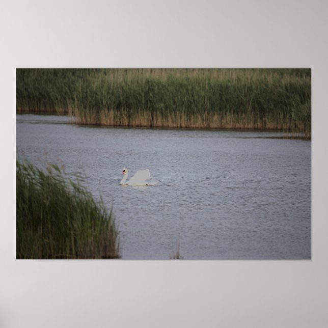 Swan Waterscape Poster (Frente)
