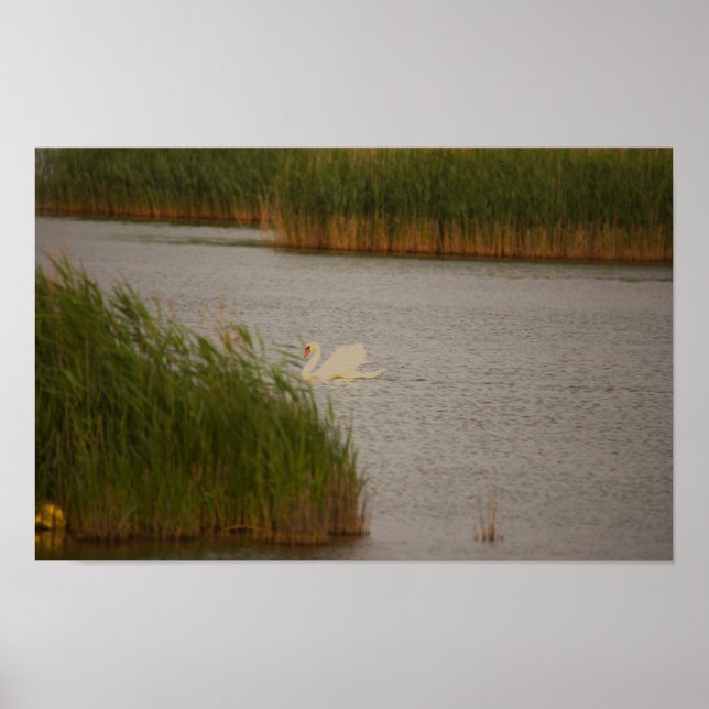 Swan Waterscape Poster (Frente)