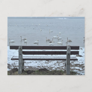 Swans, lago e um banco - cartão postal