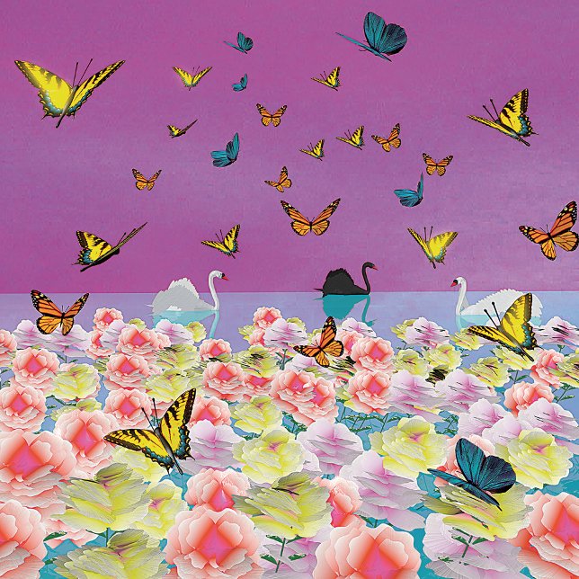 Swans na Sunset Poster (Criador carregado)