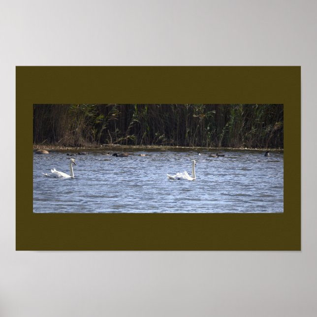 Swans on the Pond Poster (Frente)