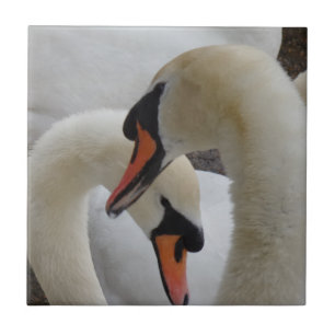 Swans Pequenos (4,25" x 4,25") Azulejo de Foto Cer