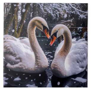 Swans Românticos em uma Terra Maravilha de inverno