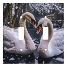 Swans Românticos em uma Terra Maravilha de inverno