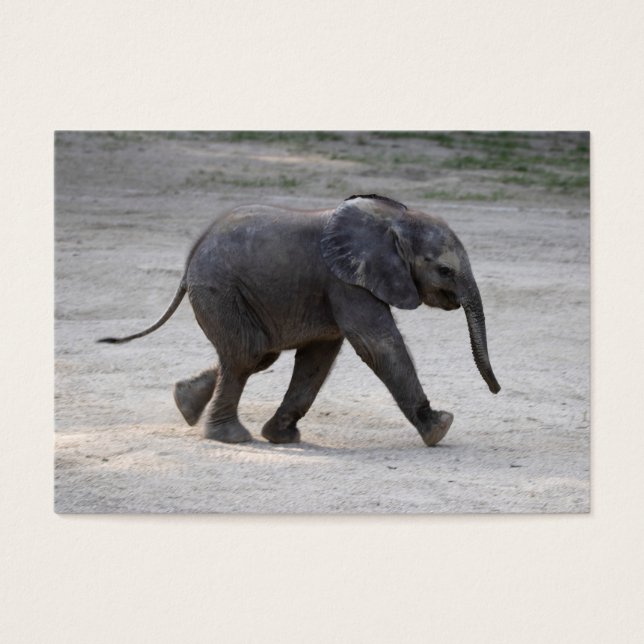Sweet Baby Elephant Kibali (Frente)