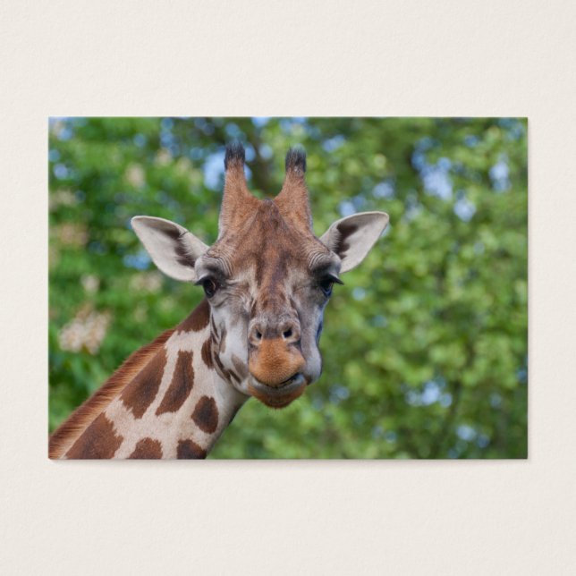 Sweet Curios Giraffe (Frente)
