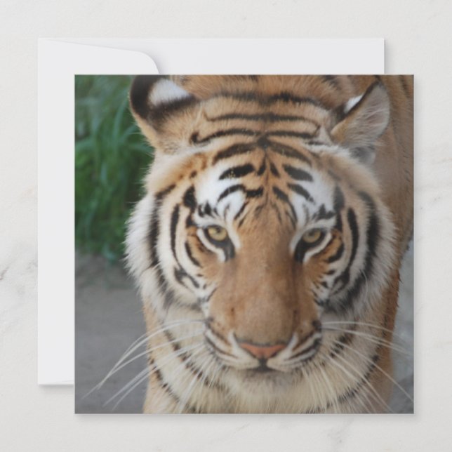 Sweet Tiger (Frente)