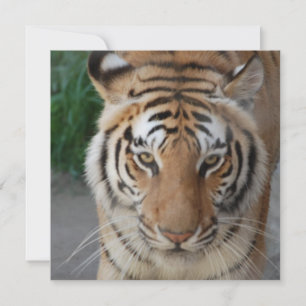Sweet Tiger