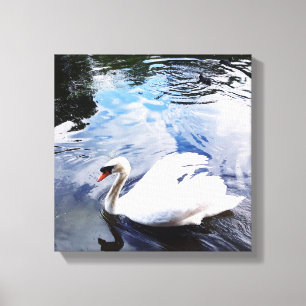 SWIMMING SWAN Stretch Canvas Print
