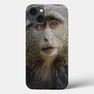 Sykes ou Macaco Azul, Cercopithecus mitis,