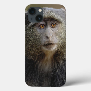Sykes ou Macaco Azul, Cercopithecus mitis,