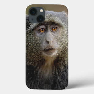 Sykes ou macaco azul, mitis do Cercopithecus,