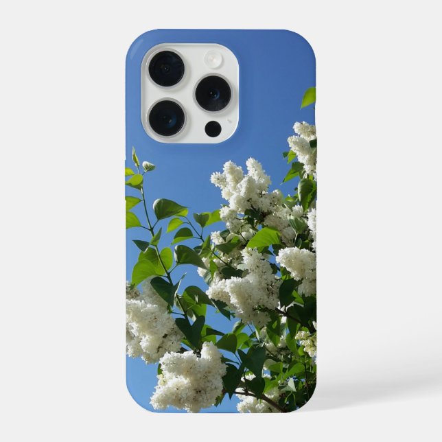Syringa, árvore de flor de lilás branco (Verso)