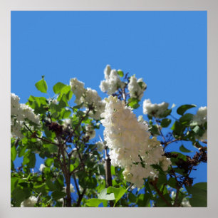 Syringa, Poster de Flor Lilado Branco