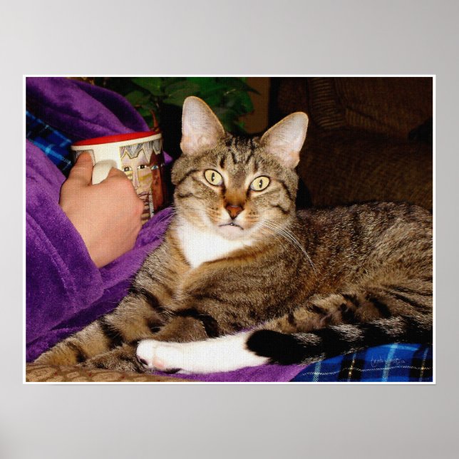 Tabby Break Poster (Frente)