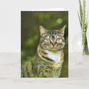 Tabby Cat, cartão