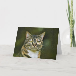 Tabby Cat, cartão