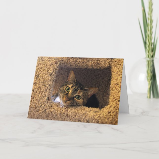 Tabby Cat, cartão (Frente)