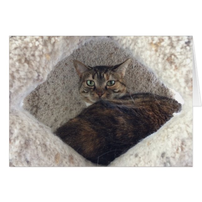Tabby Cat, cartão (Frente Horizontal)