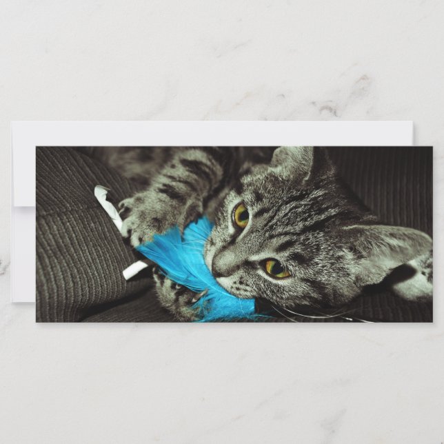 Tabby Cat com pena de Shirley Taylor (Frente)