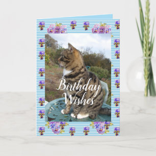 Tabby Cat Cute Strike Cats Flórida Cartão de Ani