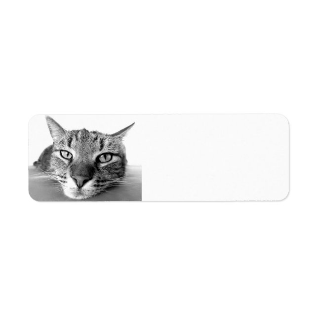 Tabby cat, devolver etiquetas de endereço (Frente)