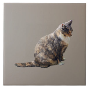 Tabby Cat em tons de marrom