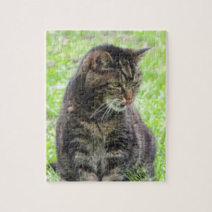 Tabby Cat Jigsaw Quebra-cabeça