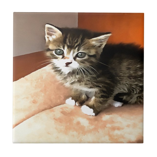 Tabby Cat Kitten Pet Retrato (Frente)