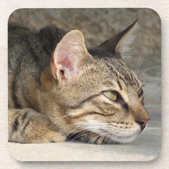 Tabby Cat Porta copos (Frente)