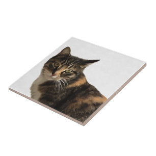 Tabby Cat Retrato Artístico Em Fundo Branco
