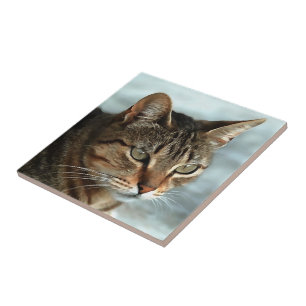 Tabby impressionante Cat CloseUp Retrato Artístico