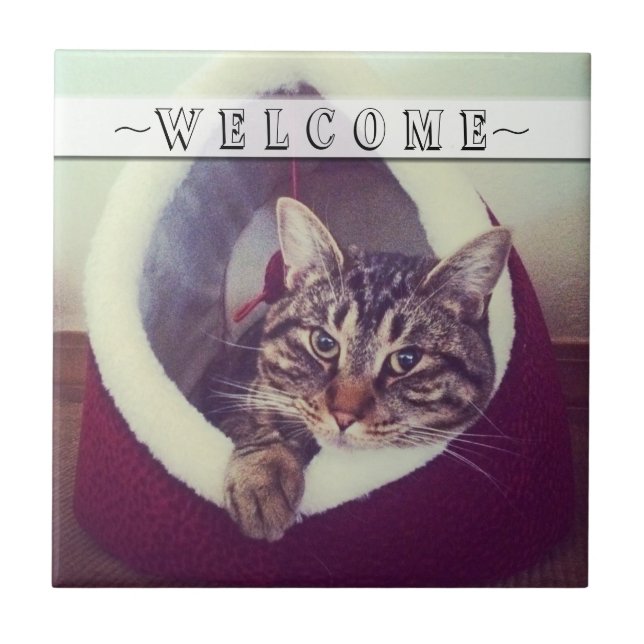 Tabby Relaxando Em Fotografia De Fechamento De Hut (Frente)