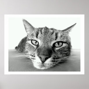 Tablet Cat Face Poster