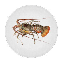 Lagostim - Panulirus Regis